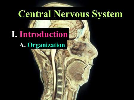 Central Nervous System