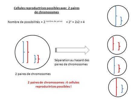 Cellules reproductrices possibles avec 2 paires de chromosomes