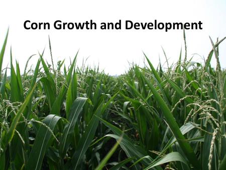 Corn Growth and Development