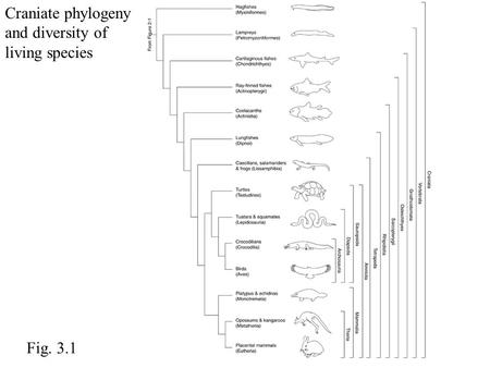 Craniate phylogeny and diversity of living species Fig. 3.1.