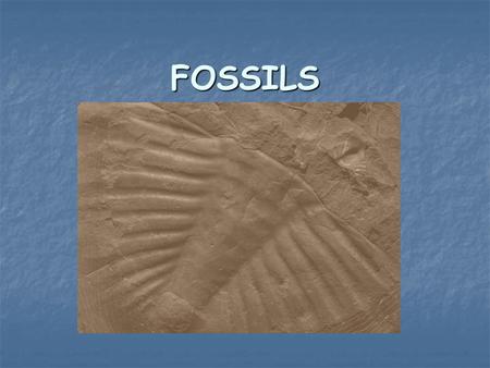 FOSSILS. Start with Living Organism The organism can be either a plant or an animal.