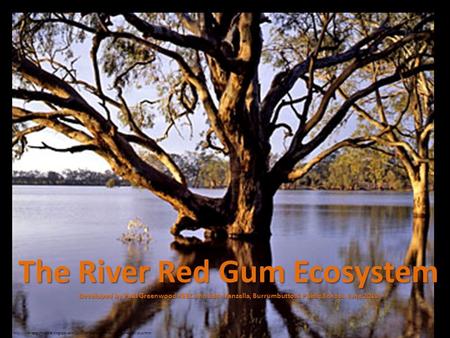 The River Red Gum Ecosystem Developed by Paul Greenwood REEC and Sara Vanzella, Burrumbuttock Public School, June 2010