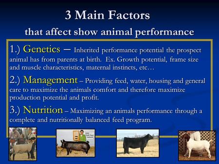 3 Main Factors that affect show animal performance