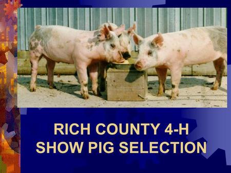 RICH COUNTY 4-H SHOW PIG SELECTION Darrell Rothlisberger.