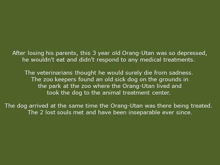 After losing his parents, this 3 year old Orang-Utan was so depressed, he wouldn't eat and didn't respond to any medical treatments. he wouldn't eat and.