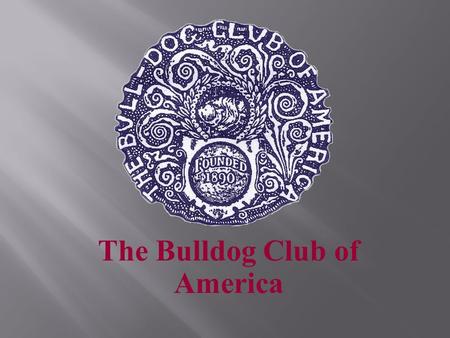 The Bulldog Club of America. Founded in 1890, the Bulldog Club of America came together for the purpose of encouraging the thoughtful and careful breeding.