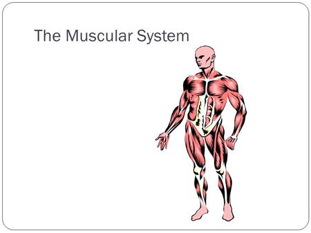 The Muscular System.