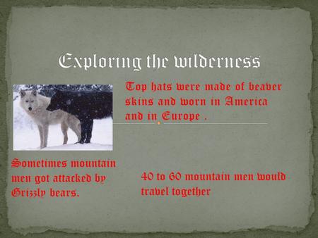 Top hats were made of beaver skins and worn in America and in Europe. Sometimes mountain men got attacked by Grizzly bears. 40 to 60 mountain men would.