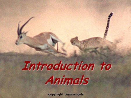 Introduction to animals