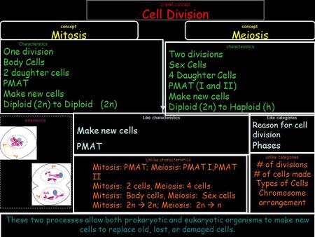 Overall concept Cell Division concept Mitosis concept Meiosis extensions Like categories Reason for cell division Phases unlike categories # of divisions.