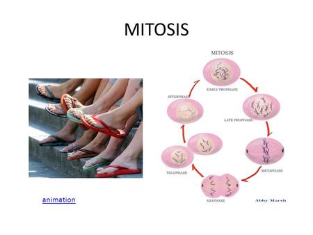 MITOSIS animation.