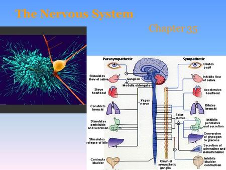 The Nervous System Chapter 35.