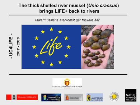 The thick shelled river mussel (Unio crassus) brings LIFE+ back to rivers - UC4LIFE - 2012 - 2016 Målarmusslans återkomst ger friskare åar.