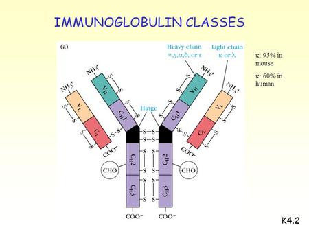 K4.2  : 95% in mouse  : 60% in human IMMUNOGLOBULIN CLASSES.