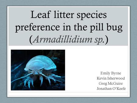 Leaf litter species preference in the pill bug ( Armadillidium sp. ) Emily Byrne Kevin Isherwood Greg McGuire Jonathan O’Keefe.