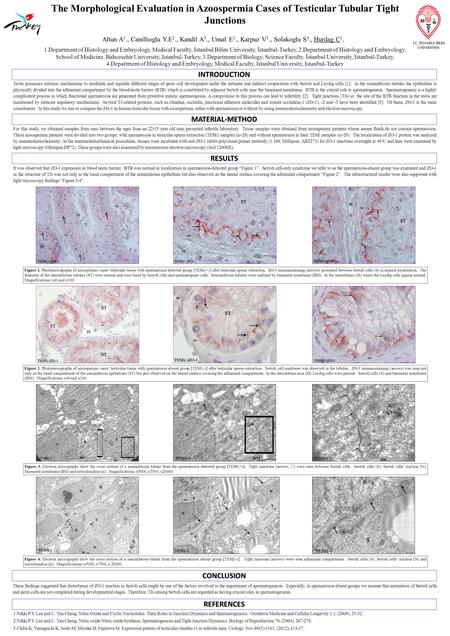 The Morphological Evaluation in Azoospermia Cases of Testicular Tubular Tight Junctions Altun A 1., Canıllıoglu Y.E 2., Kandil A 3., Unsal E 1., Karpuz.