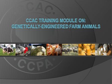  This training module applies to all farm animals derived through deliberate human technological intervention, including: dairy and beef cattle dairy.