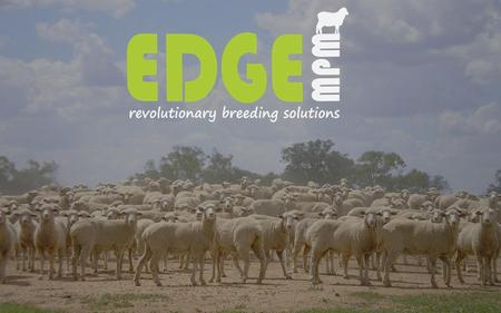 Mating MERINO EWE LAMBS Ben Duxson Glendemar Background  20 Years of pedigree data  MERINOSELECT, since inception  5 years EID system  Now, genomics.