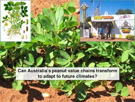 Can Australia’s peanut value chains transform to adapt to future climates?