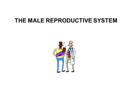 THE MALE REPRODUCTIVE SYSTEM