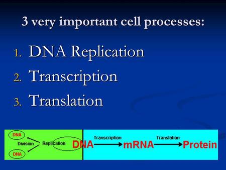 3 very important cell processes: