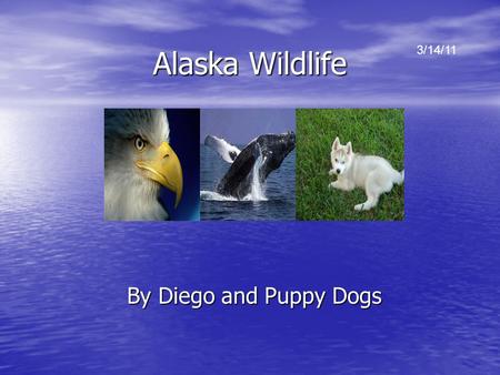 Alaska Wildlife By Diego and Puppy Dogs 3/14/11. Sea otters Most of the worlds sea otters live in Alaska. Most of the worlds sea otters live in Alaska.