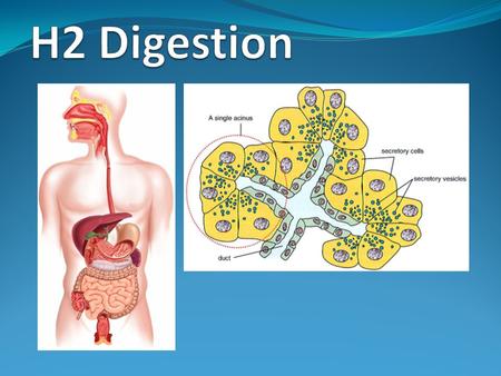 H2 Digestion.