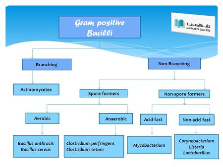 Gram positive Bacilli Branching Non-Branching Actinomycetes