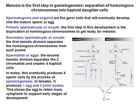 Meiosis is the first step in gametogenesis: separation of homologous