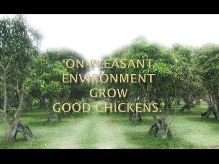 Interrelationship of the soil, plants and the chickens that thrive on the system.