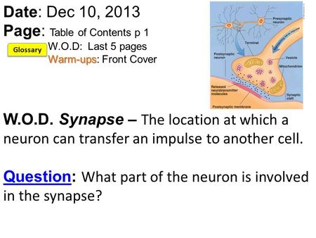 Warm-ups Date: Dec 10, 2013 Page: Table of Contents p 1 W.O.D: Last 5 pages Warm-ups: Front Cover W.O.D. Synapse – The location at which a neuron can transfer.