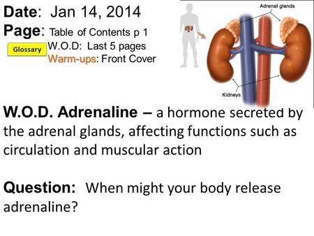 Warm-ups Date: Jan 14, 2014 Page: Table of Contents p 1 W.O.D: Last 5 pages Warm-ups: Front Cover W.O.D. Adrenaline – a hormone secreted by the adrenal.