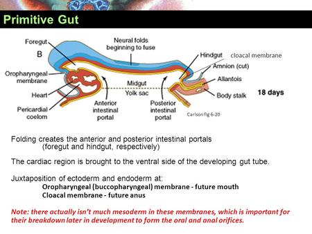 Primitive Gut cloacal membrane Carlson fig 6-20