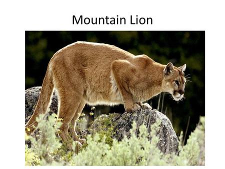 Mountain Lion. They live in the U.S. Rocky Mountains and the Andes in South America Found in 14 western states and Florida. HABITAT.