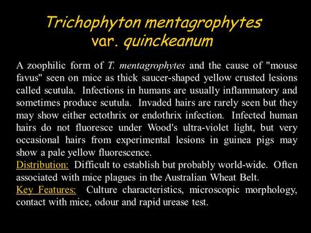 A zoophilic form of T. mentagrophytes and the cause of mouse favus seen on mice as thick saucer-shaped yellow crusted lesions called scutula. Infections.