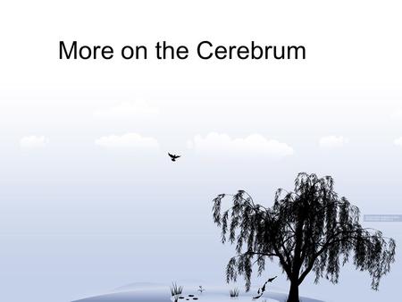 More on the Cerebrum. More on the Cerebrum: Cortex is grey matter, below cortex is white matter, deep inside is grey matter. (basal ganglion/nuclei) Highly.