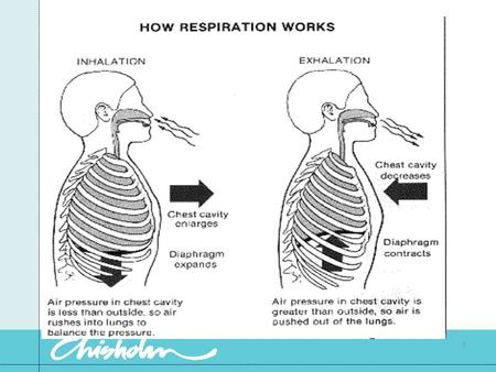 1. Factors necessary for respiration Adequate O2 in the atmosphere A functioning respiratory tract Functioning thoracic muscles and nerves to control.