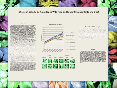 Salinity’s Effect on Arabidopsis Wild Type and Mutant Stands RDR6 and DCL4 Control Wild TypeDCL4RDR6Wild TypeDCL4RDR6 Treatment Abstract The goal of this.