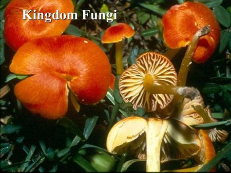 Kingdom Fungi.