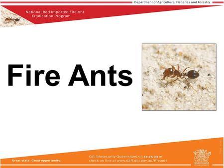 Fire Ants.