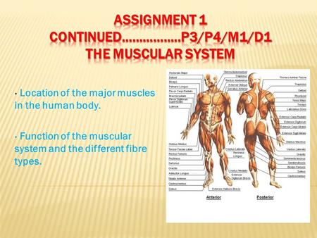 Assignment 1 continued……………..P3/P4/M1/D1 The muscular system