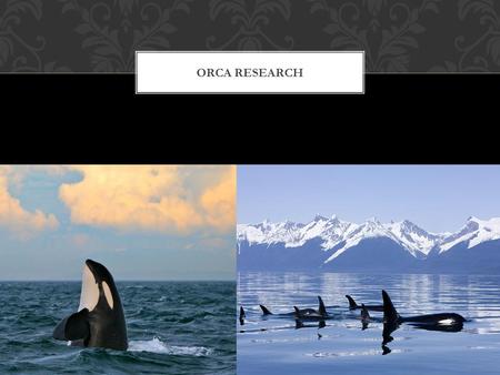 ORCA RESEARCH. studies have been carried out on Resident Killer whales who live in small groups called pods. The size of a resident pod varies from as.