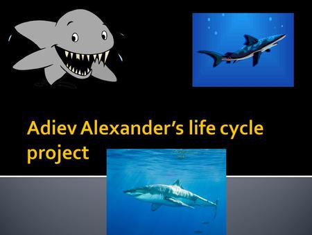 Usually a shark has about 3,000 teeth. A shark looks like a big fish with a big coat of Gray. Some sharks can also have stripes. The way that sharks change.