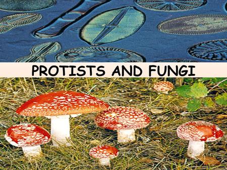 PROTISTS AND FUNGI.