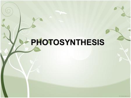 PHOTOSYNTHESIS.