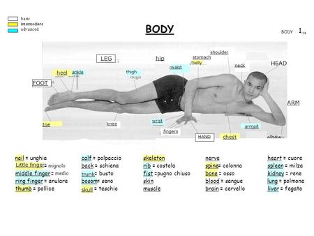 BODY 1 /2B nail = unghia Little finger = mignolo middle finger = medio ring finger = anulare thumb = pollice calf = polpaccio back = schiena trunk = busto.