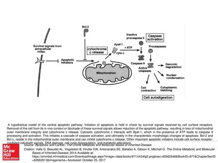 A hypothetical model of the central apoptotic pathway