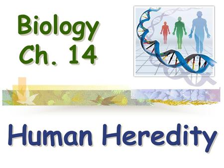 Biology Ch. 14 Human Heredity.