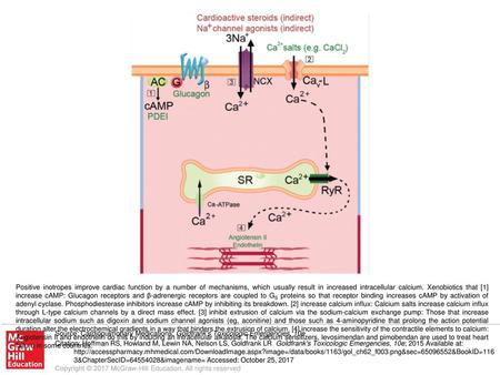 Positive inotropes improve cardiac function by a number of mechanisms, which usually result in increased intracellular calcium. Xenobiotics that [1] increase.