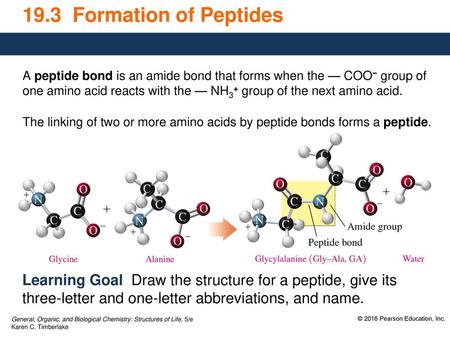 19.3 Formation of Peptides A peptide bond is an amide bond that forms when the — COO− group of one amino acid reacts with the — NH3+ group of the next.